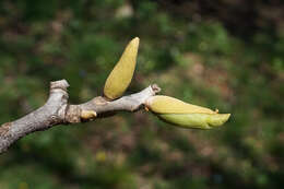 Image of nutmeg hickory