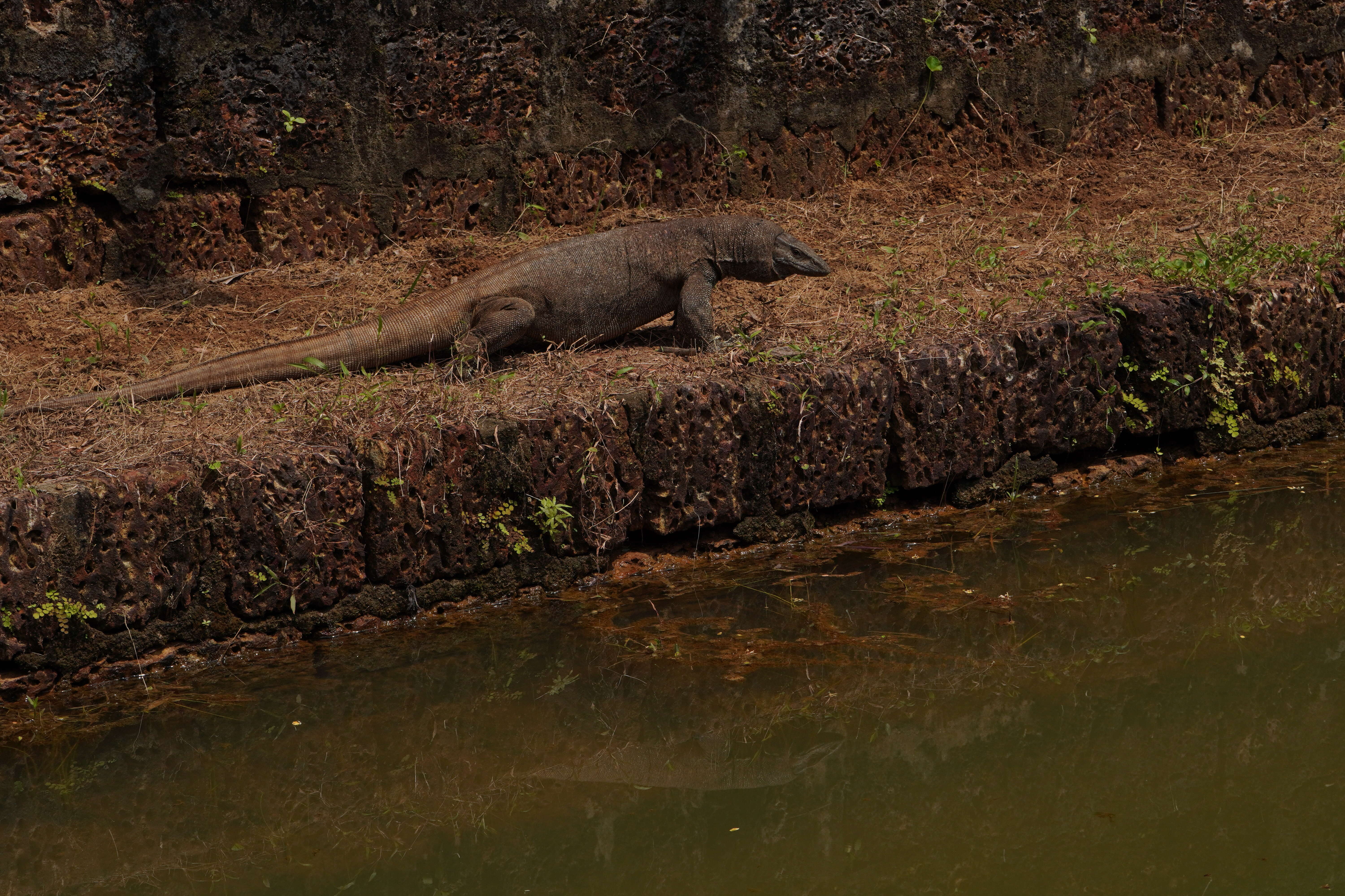 Image of Bengal Monitor Lizard