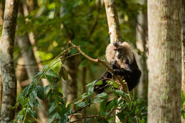 Image of Lion-tailed Macaque