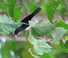 Image of Scarlet-rumped Cacique