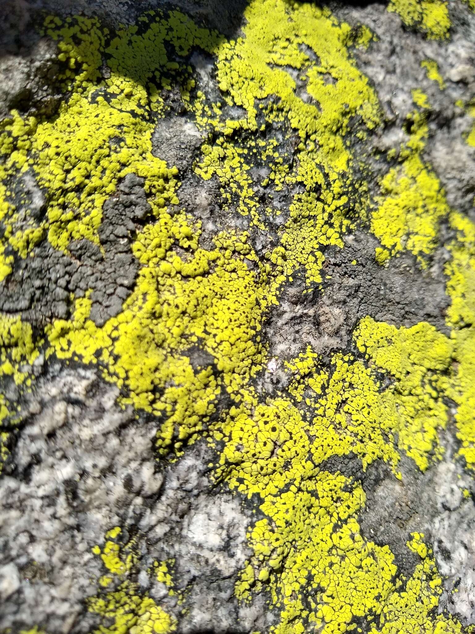 Image of Yellow map lichen;   World map lichen