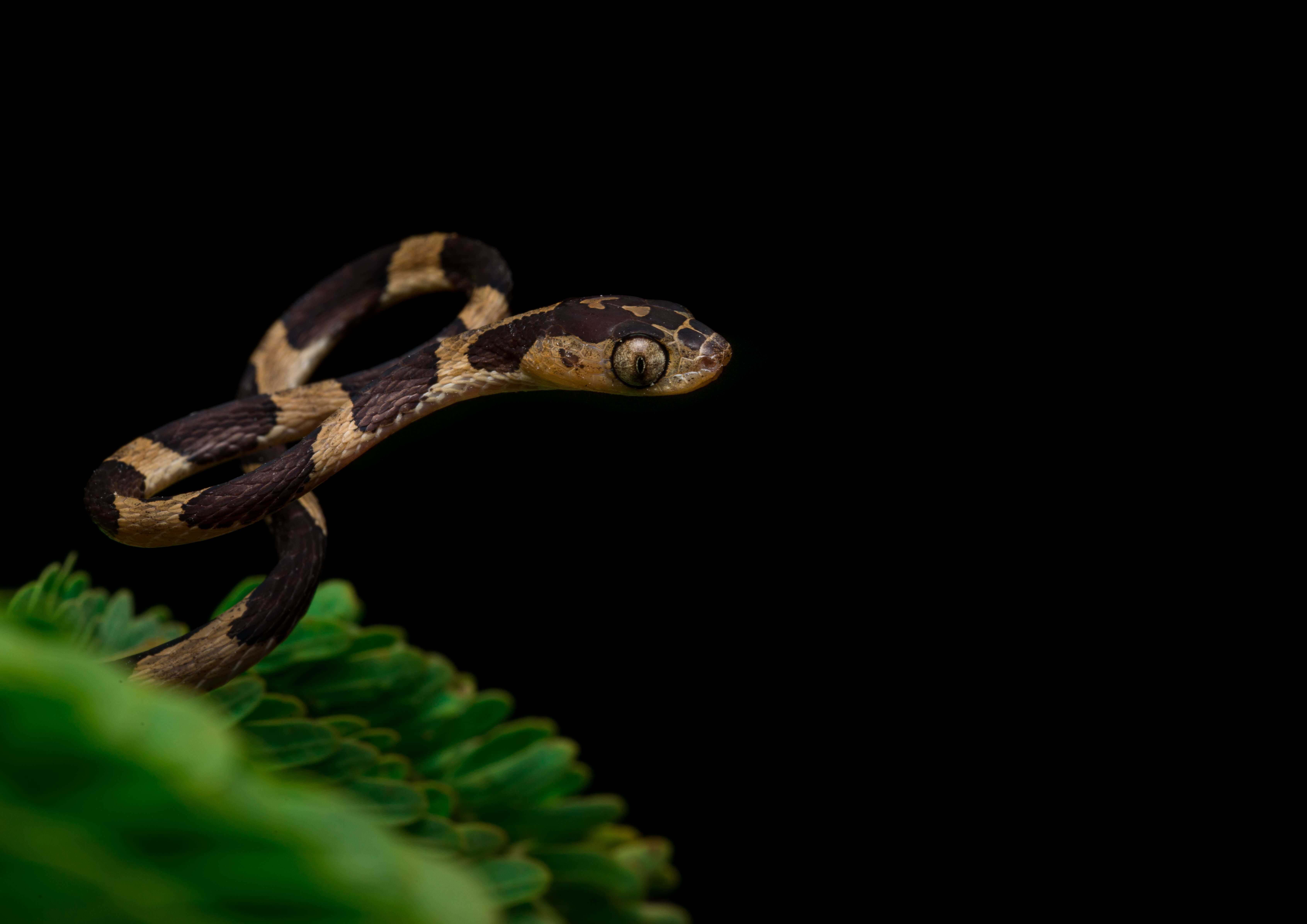 Image of Blunthead Tree Snake