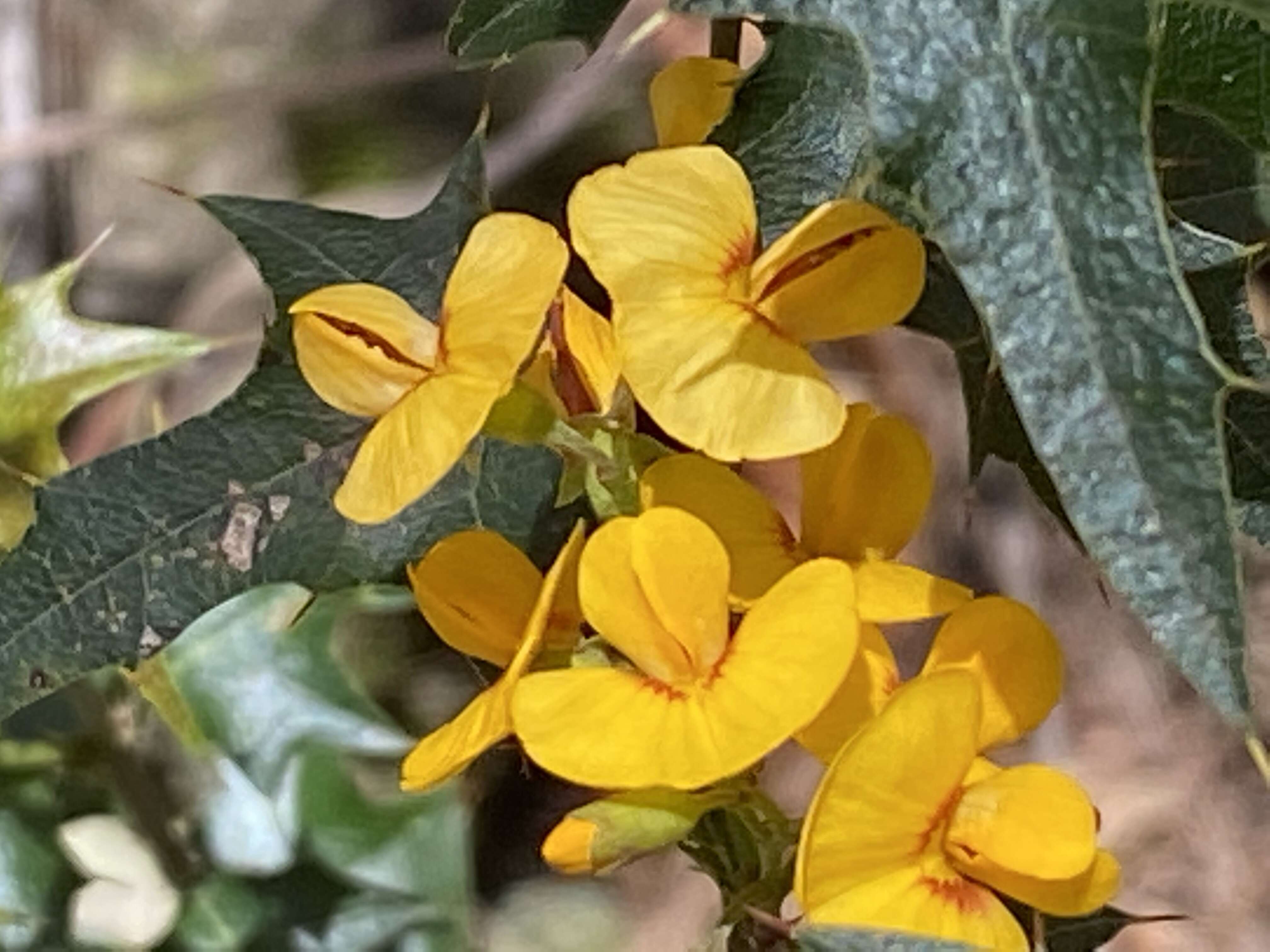 Image de Podolobium ilicifolium (Andrews) Crisp & P. H. Weston