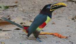 Image of Chestnut-eared Aracari