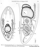 Sivun Actinoposthiidae kuva