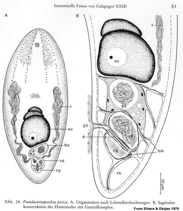 Imagem de Actinoposthiidae