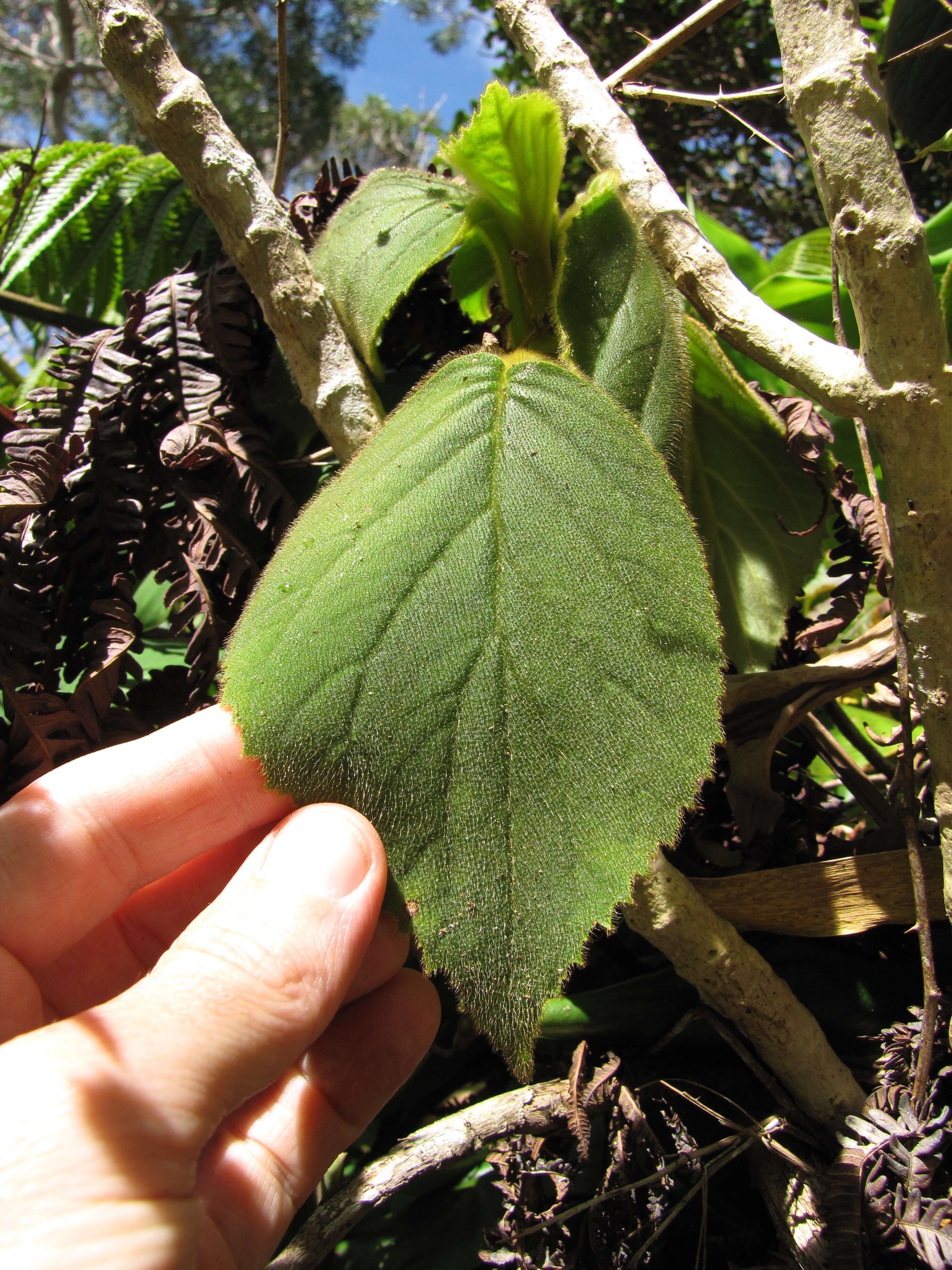 Sivun Cyrtandra platyphylla A. Gray kuva