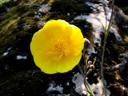 Image of Ranunculus gramineus L.