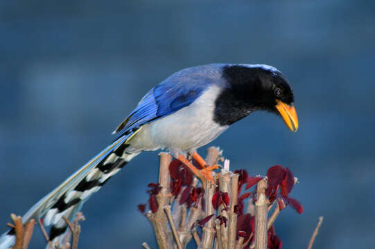 Image of Blue Magpie