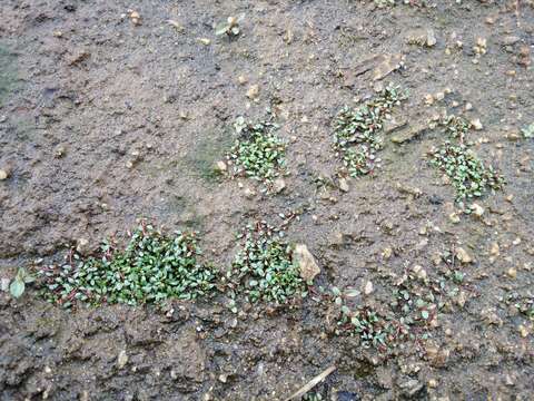 Image of eight-stamened waterwort