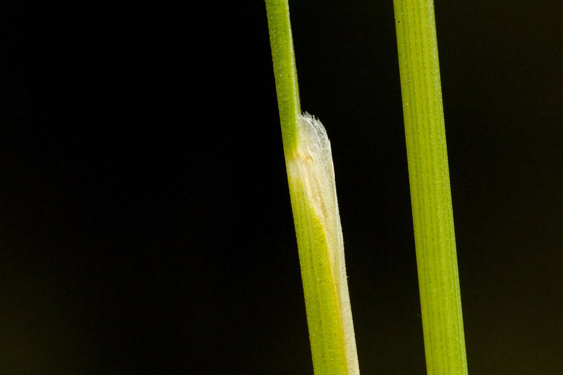 Image of Thurber's fescue