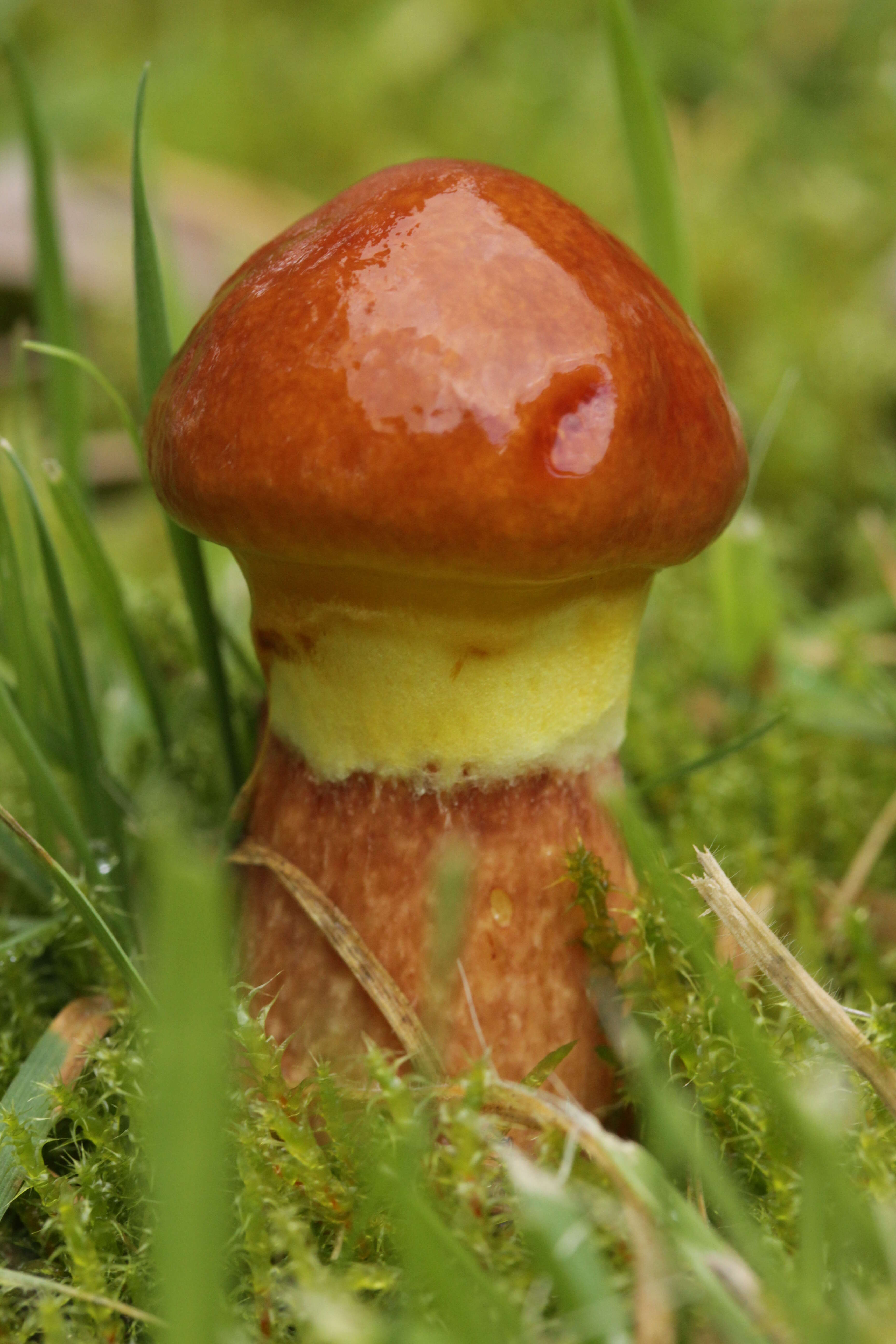 Image of Suillus grevillei (Klotzsch) Singer 1945