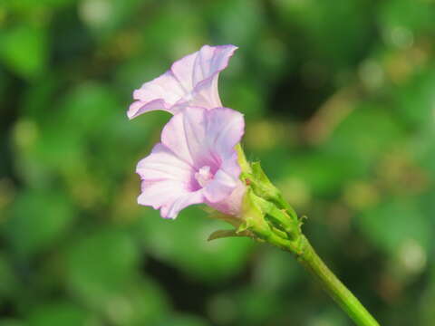 Plancia ëd Ipomoea triloba L.