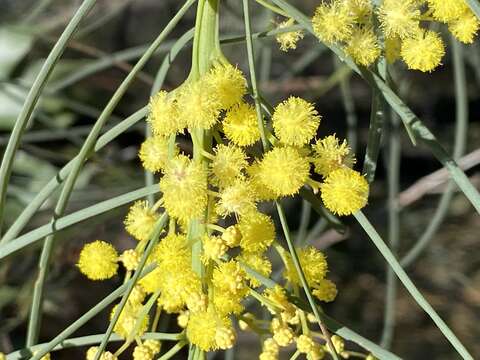 Imagem de Acacia subulata Bonpl.