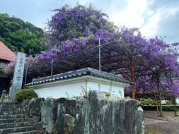 Image of Japanese wisteria