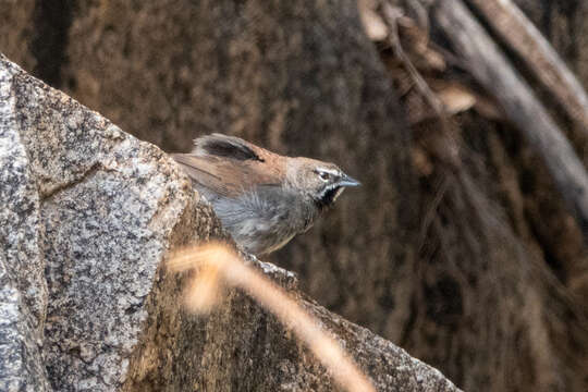 Image of Five-striped Sparrow