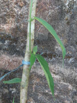 Image of Tragia involucrata L.