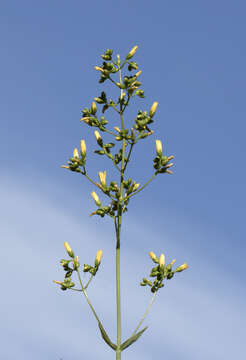 Image of Hypericum lanuginosum Lam.