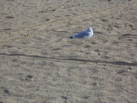 Image of Ring-billed Gull