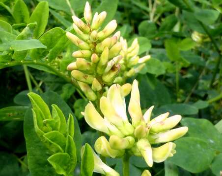 Image of licorice milkvetch