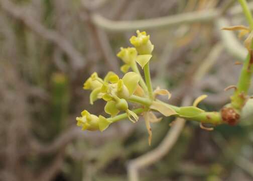 Image of Euphorbia lamarckii Sweet