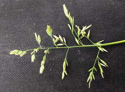 Image of Annual Meadow Grass