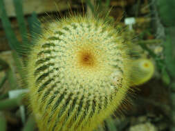 Image of Parodia lenninghausii (F. Haage) F. H. Brandt ex Eggli & Hofacker