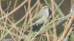 Image of Siberian Chiffchaff