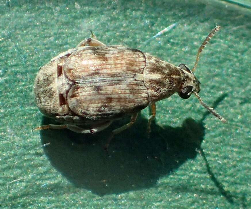 Image of Bean weevil