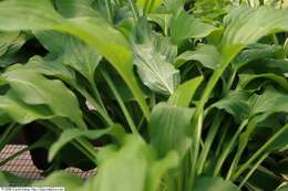 Imagem de Hosta plantaginea (Lam.) Asch.