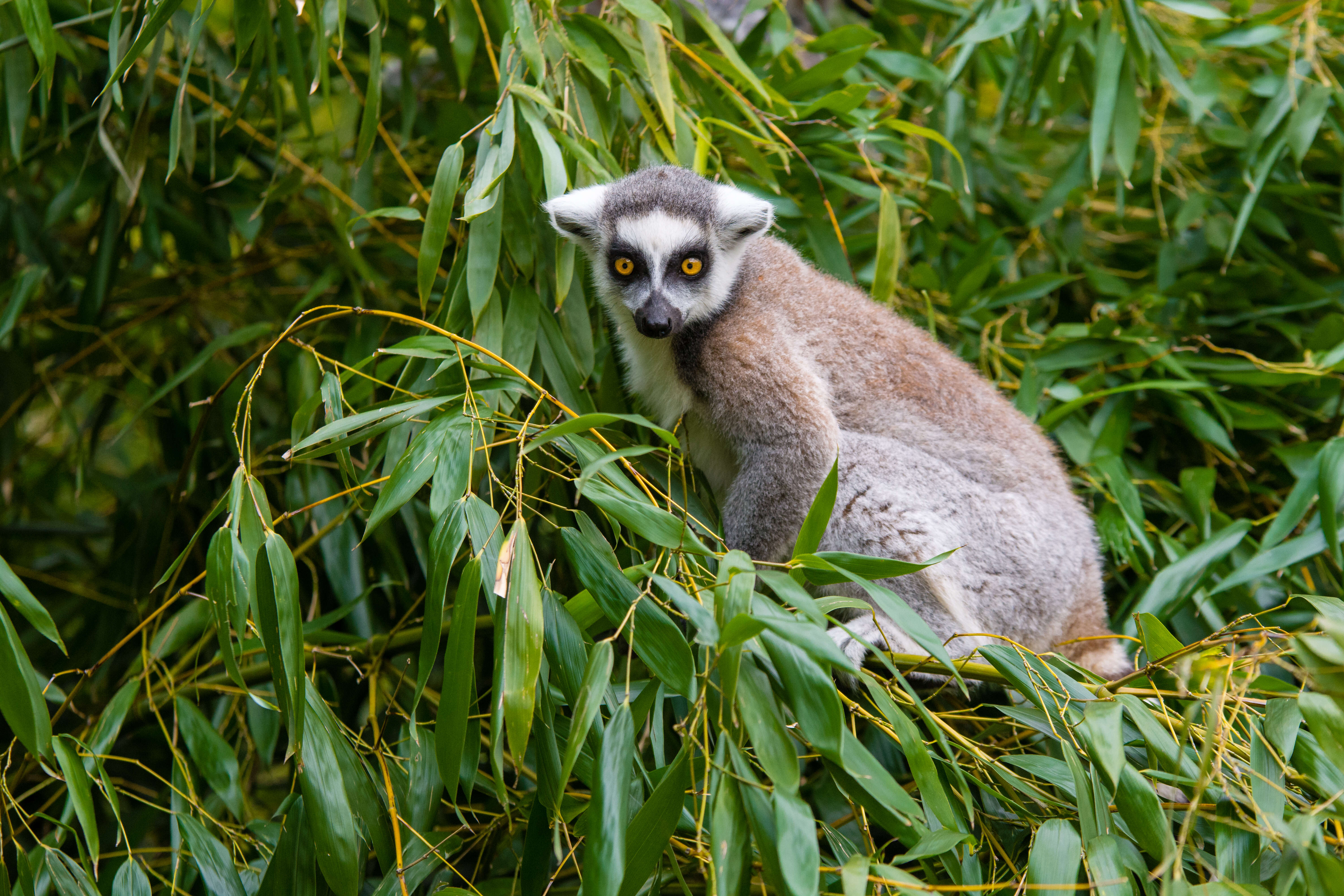 Image of Lemur Linnaeus 1758