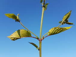 Image of Downy Hemp Nettle