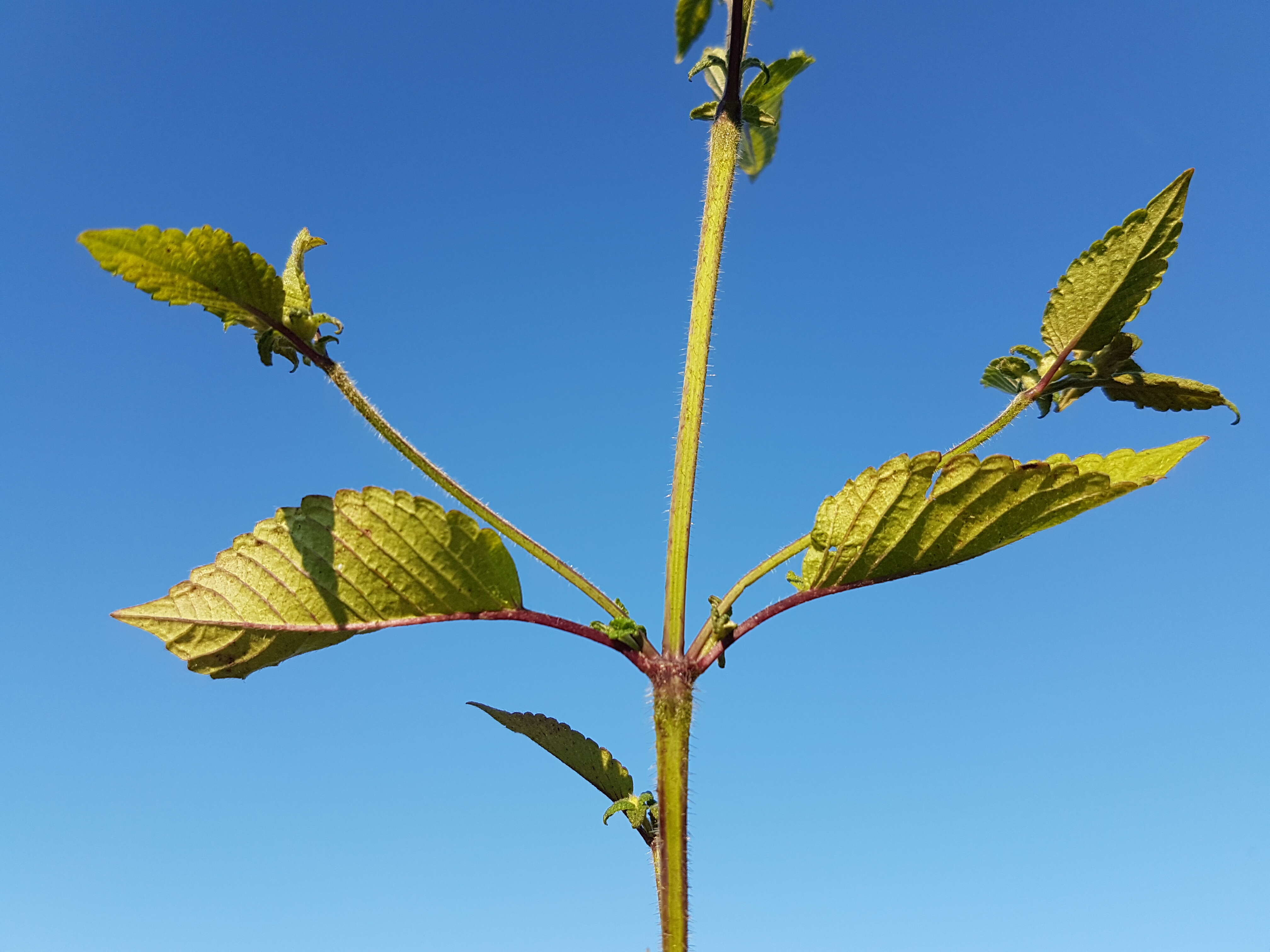 Image of Downy Hemp Nettle