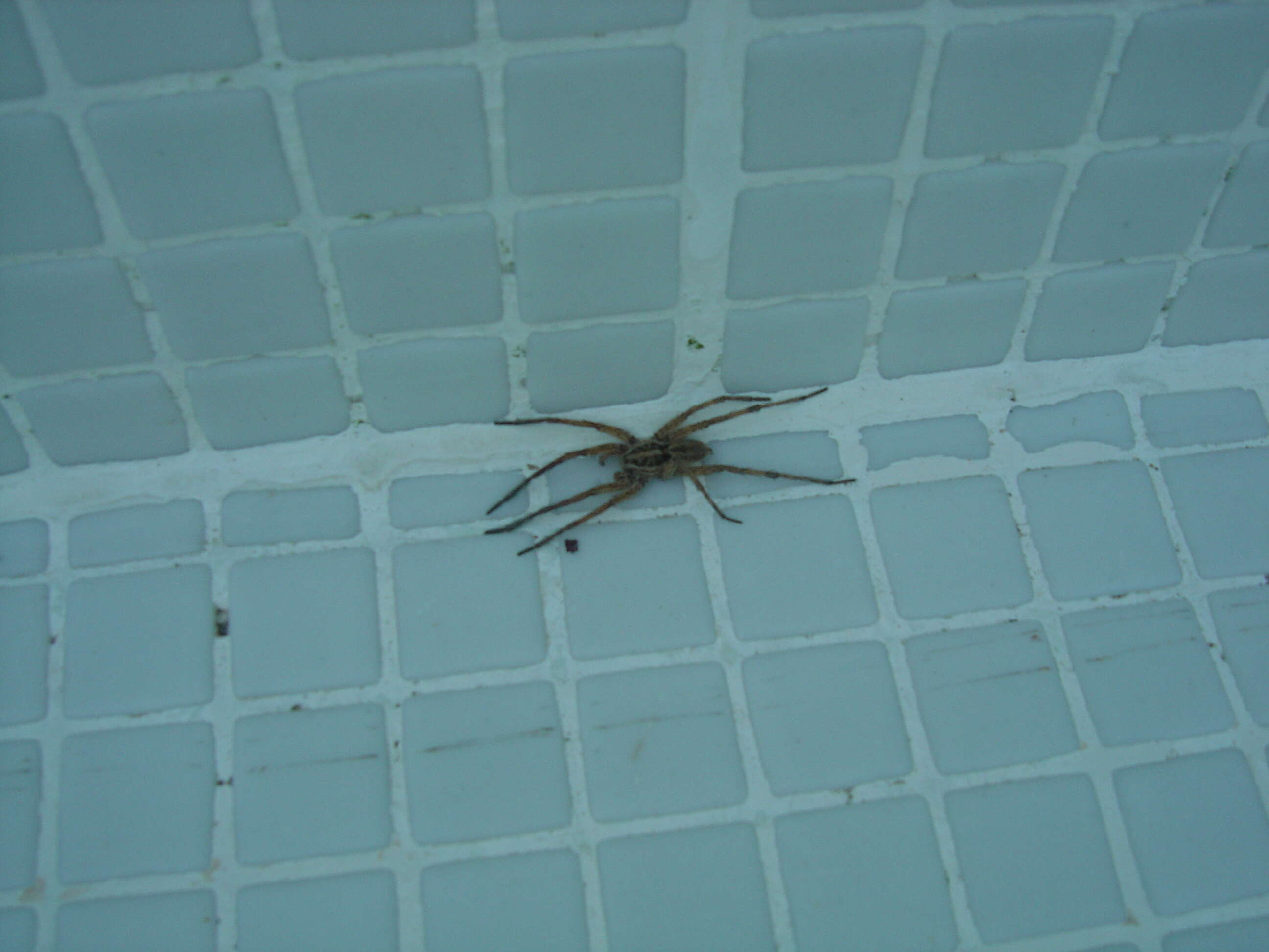 Image of Tarantula wolf spider