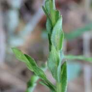 Image of scaleleaf aster