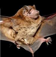 Image of Pallas's Mastiff Bat