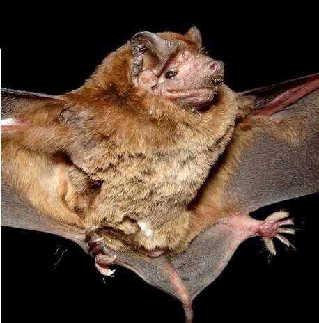 Image of Pallas's Mastiff Bat