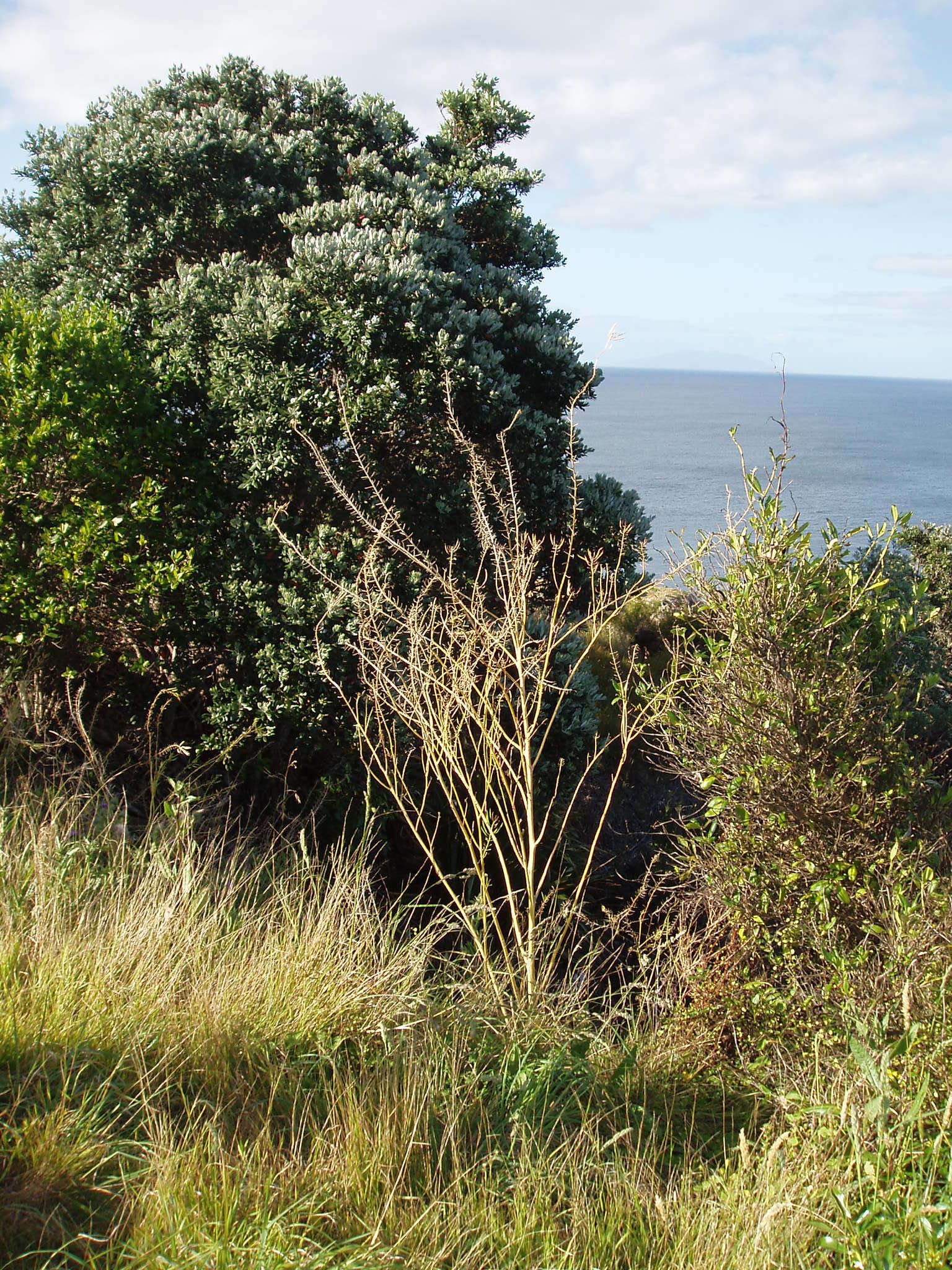 Image of Brassica rapa subsp. oleifera