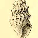 Image of Taranis rhytismeis (Melvill 1910)