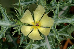 Image of pale Mexican pricklypoppy