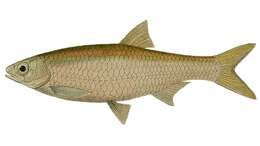 Image of Nile Minnow