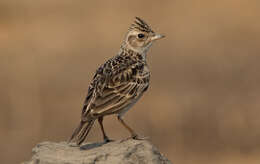 Image of Oriental Skylark