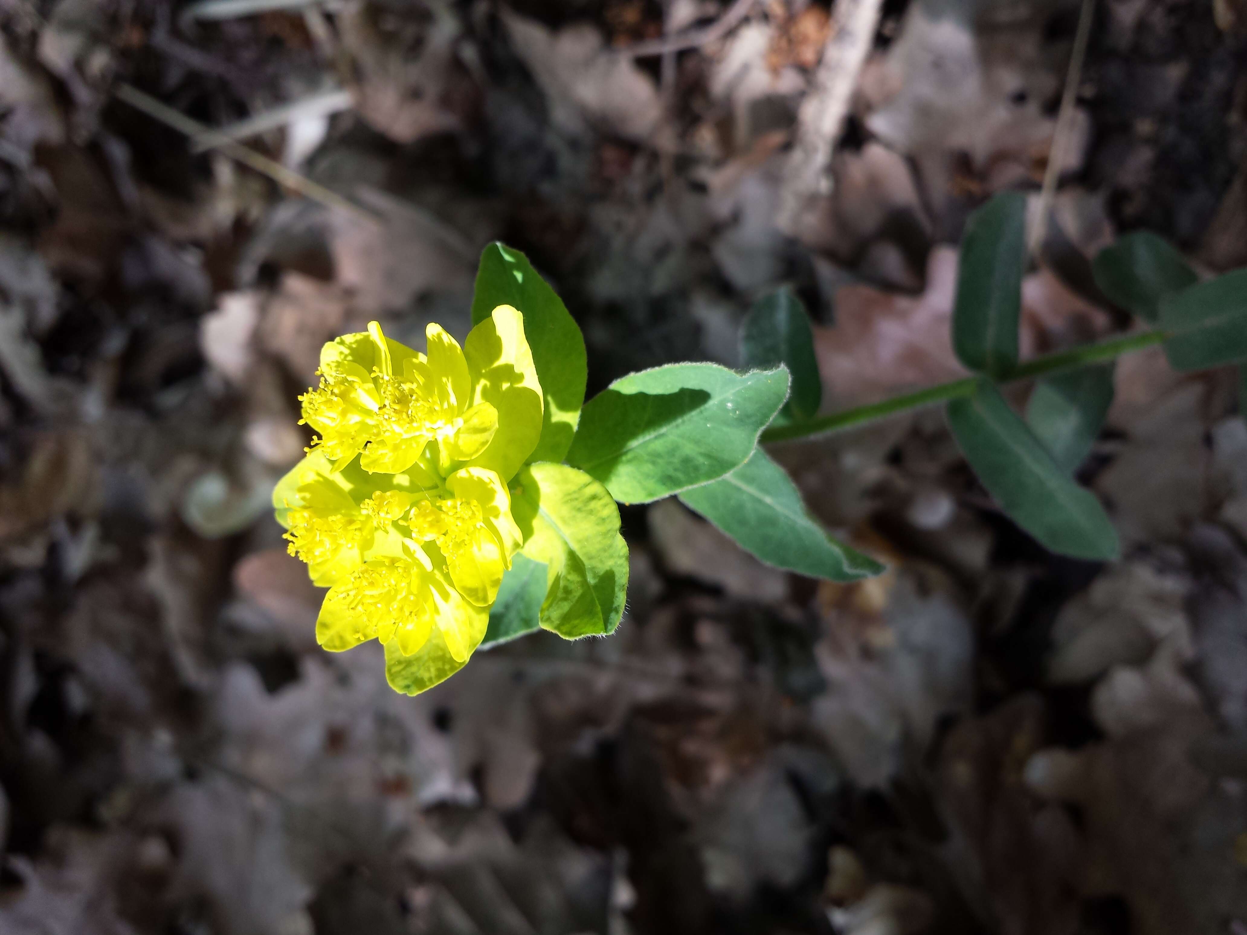 Image of cushion spurge