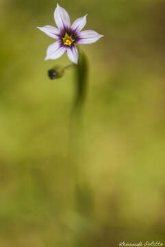 صورة Sisyrinchium atlanticum E. P. Bicknell