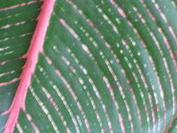 Image de Heliconia indica Lam.