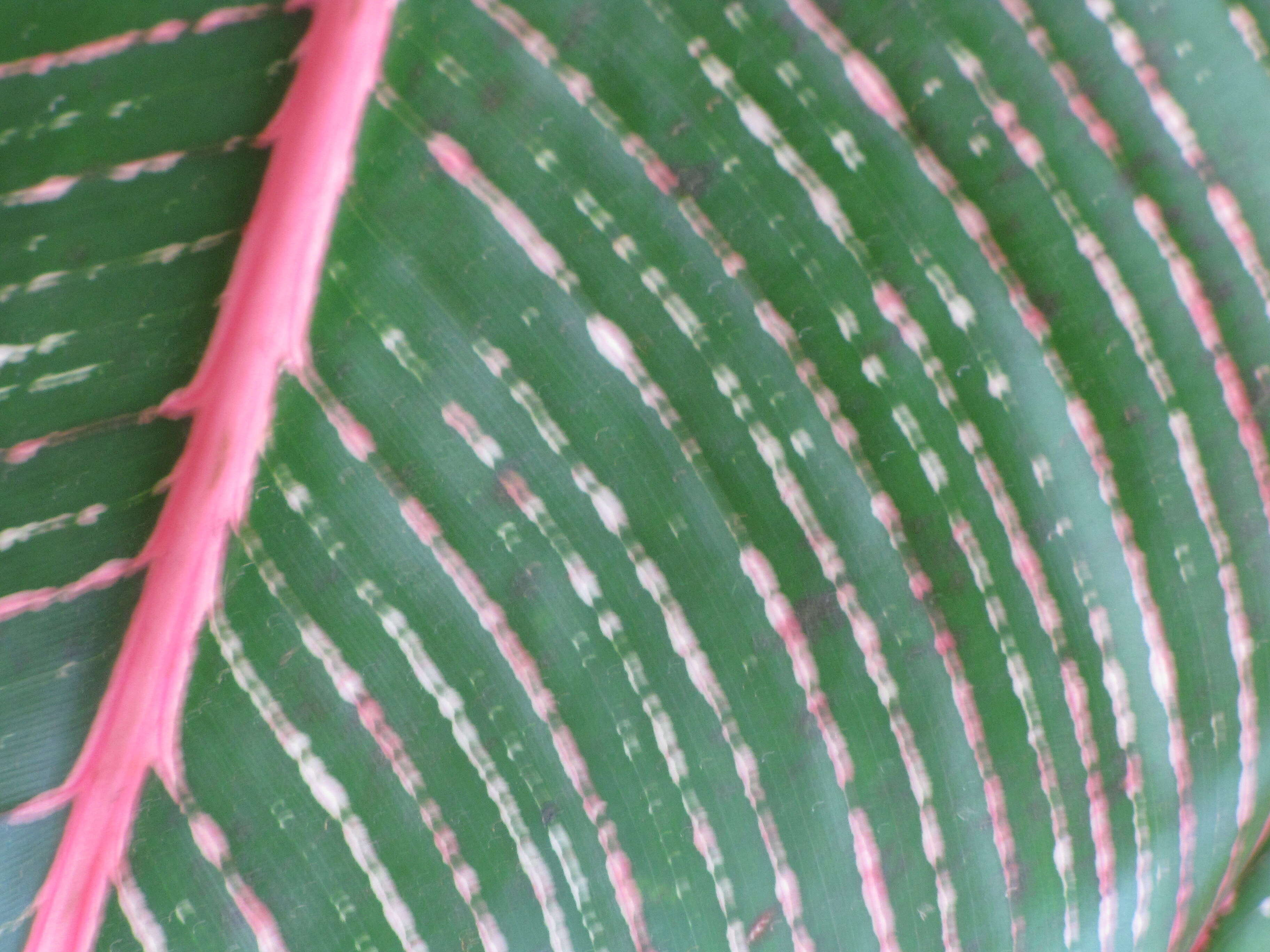 Image of Heliconia indica Lam.