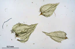 Image of hylocomiastrum moss