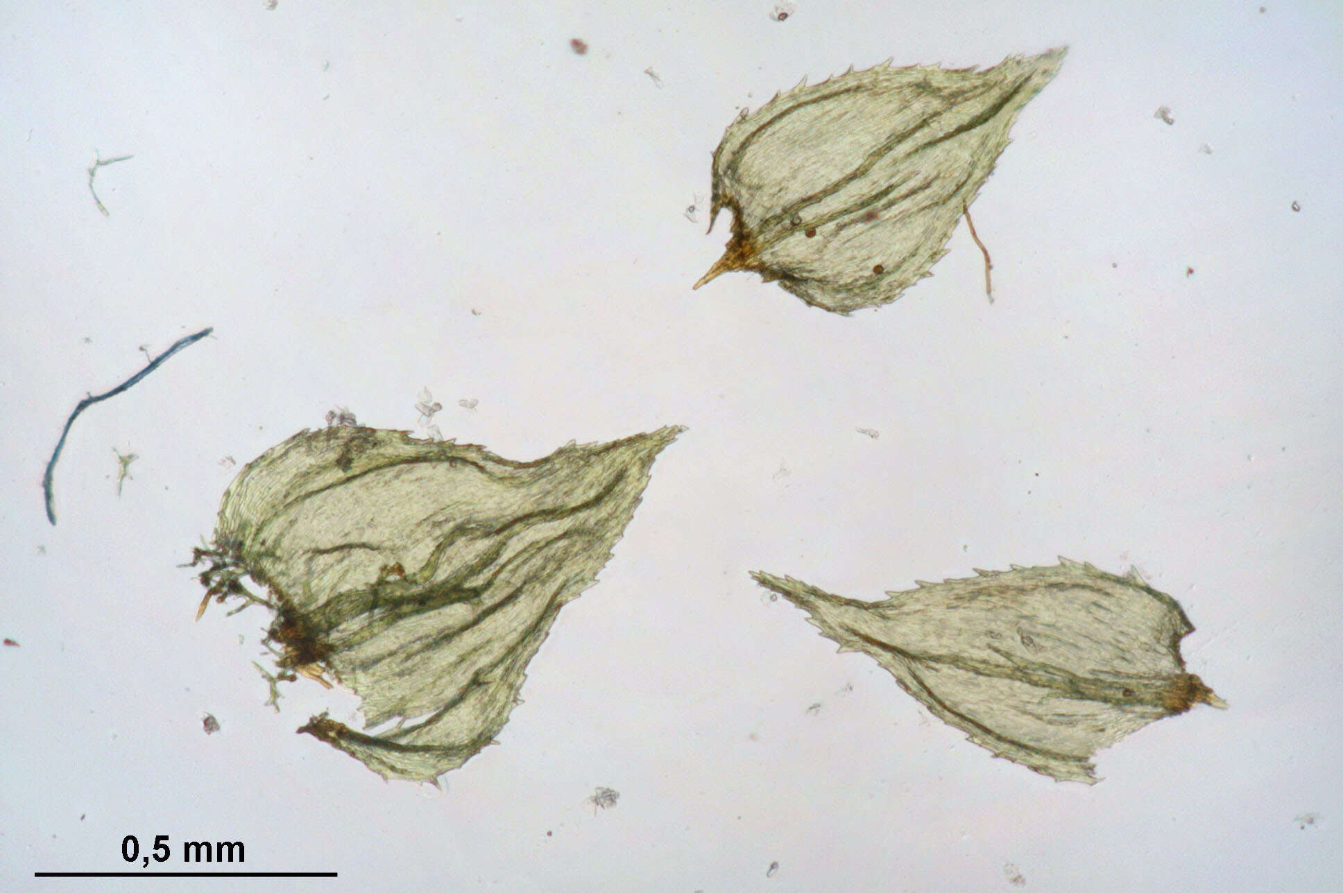 Image of hylocomiastrum moss