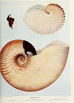 Image of cephalopods