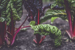 Image of Beta vulgaris subsp. vulgaris Cicla